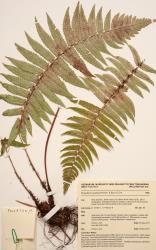 Dryopteris cycadina. Herbarium specimen from Wellington, WELT P028750/A, showing abaxial surface of fertile frond, with narrow, blackish-brown scales on stipe and rachis.
 Image: B. Hatton © Te Papa CC BY-NC 3.0 NZ